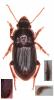 Harpalus rubripes